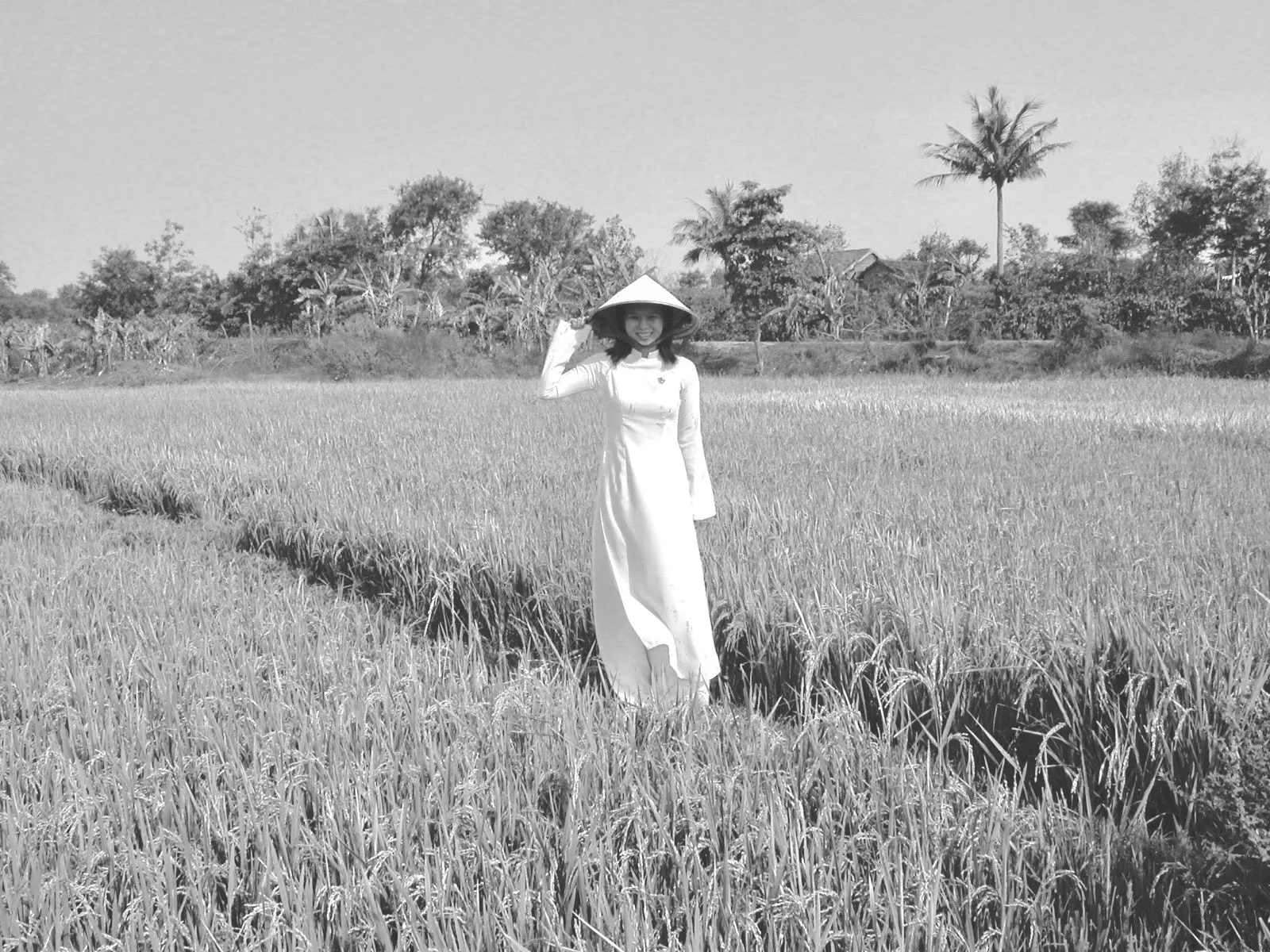 Black-and-white photo of a young Vietnamese woman in an áo dài and conical hat standing in a golden rice field lined with palm trees.