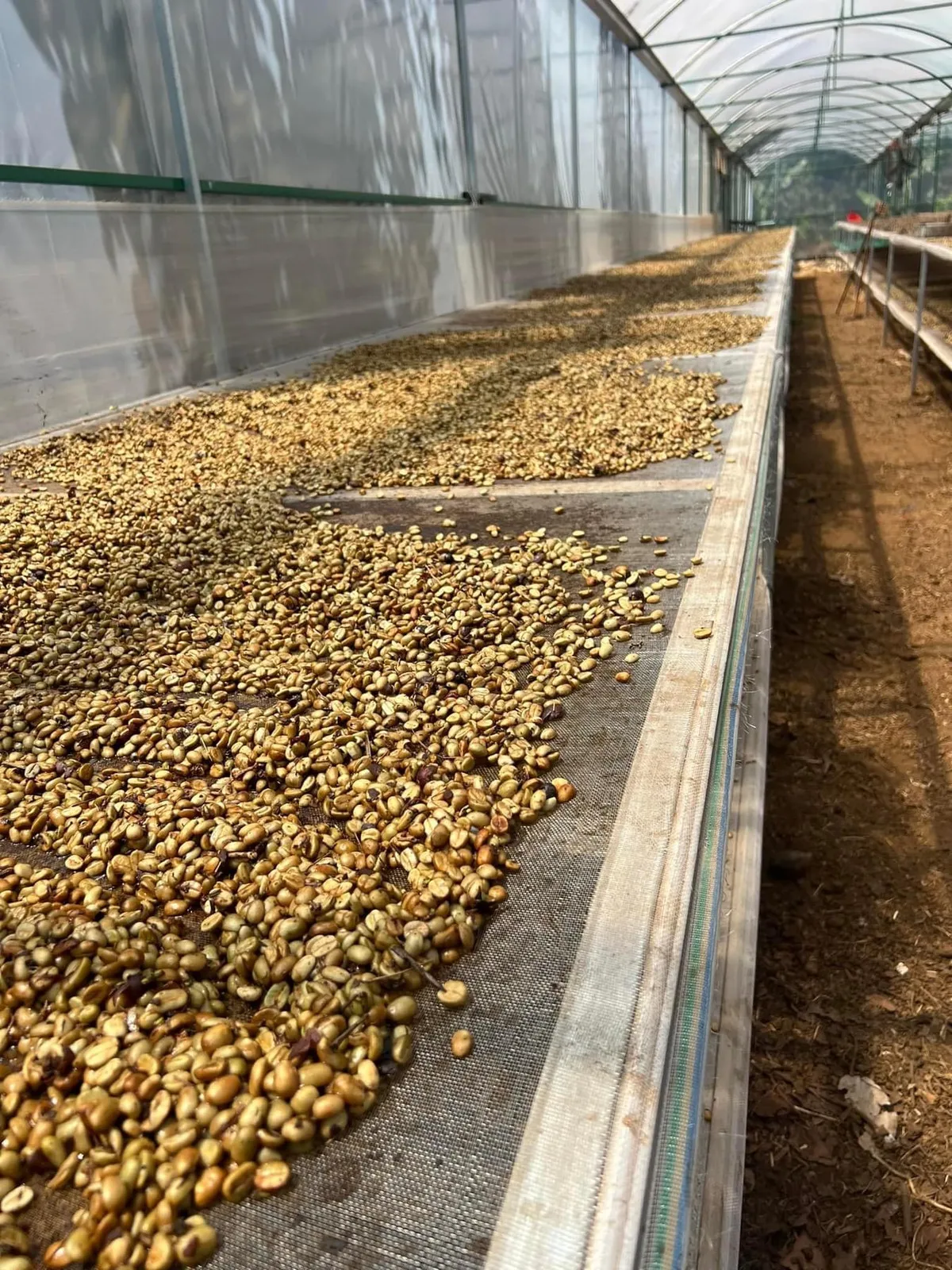 Parchment coffee beans spread to dry on raised screens inside a long polytunnel greenhouse in Vietnam.