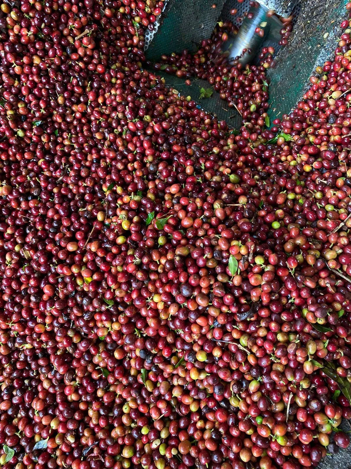 Overhead view of a large pile of red coffee cherries being fed into a metal depulping machine at the farm.
