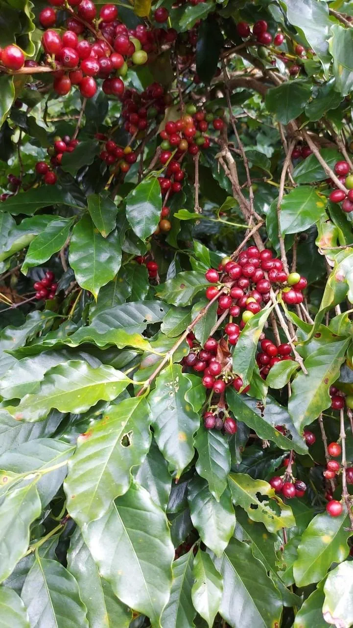 Ripe red coffee cherries hanging in clusters on a coffee plant among glossy green leaves.