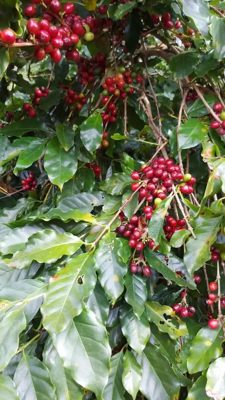 Ripe red coffee cherries hanging in clusters on a coffee plant among glossy green leaves.