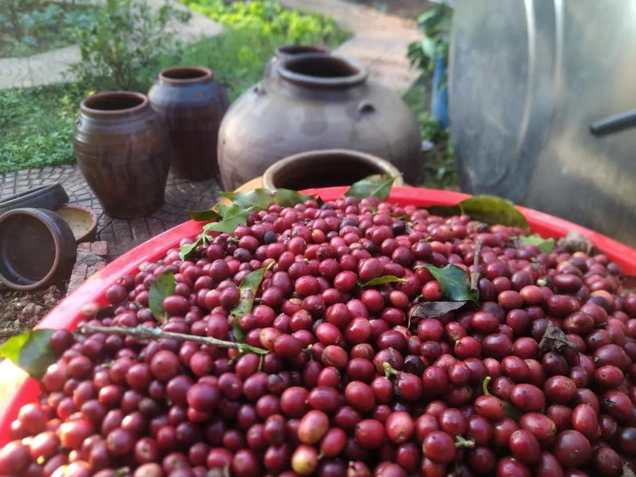A red tray heaped with freshly picked coffee cherries in a farm garden, with traditional brown ceramic fermentation jars behind it.