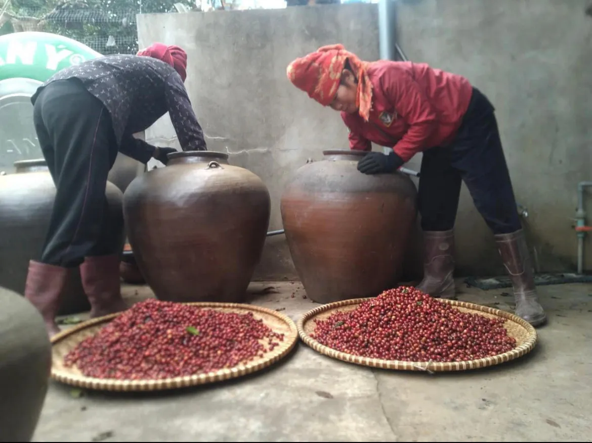 Two farm workers in headscarves and rubber boots tending tall ceramic fermentation jars, with round bamboo trays of red coffee cherries on the floor.