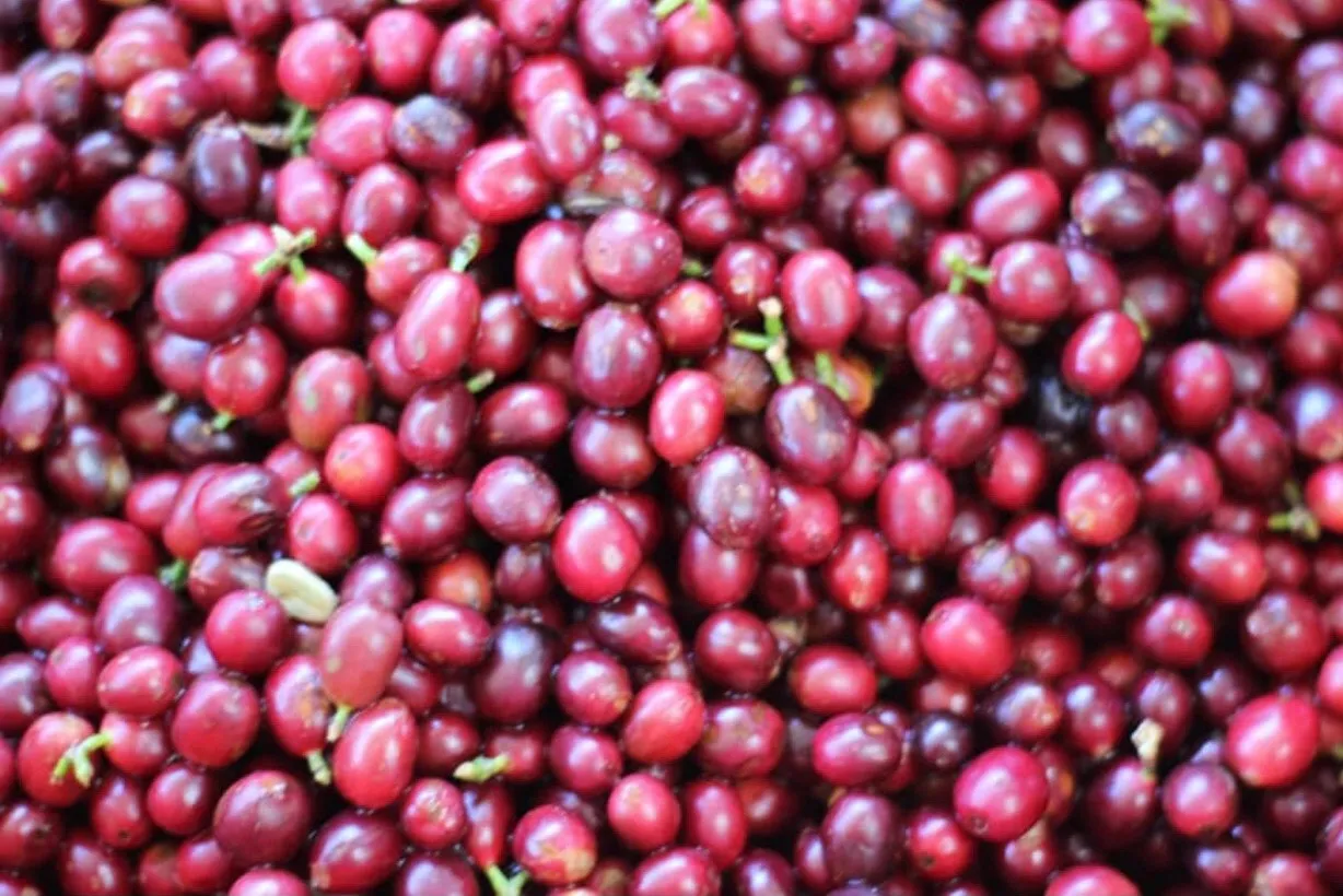 Macro close-up of a heap of freshly picked deep-red coffee cherries with green stems.