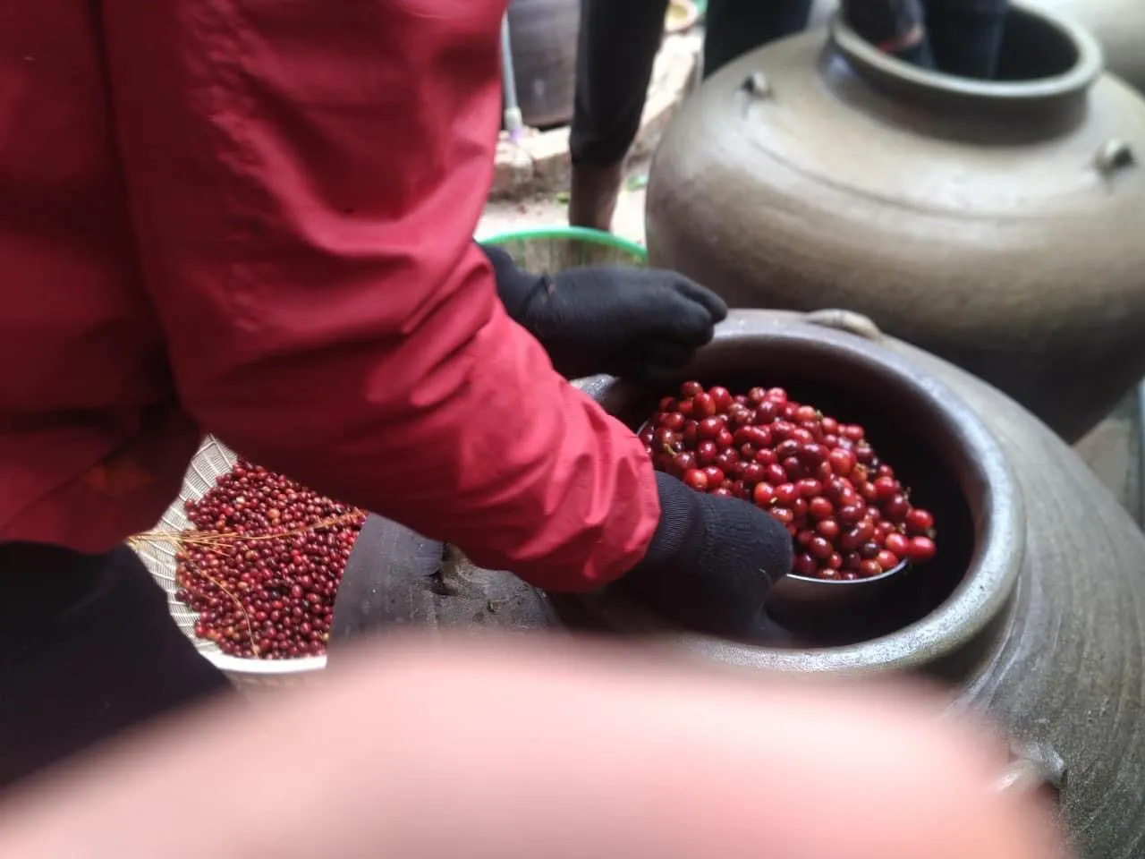 Gloved hands placing a scoop of ripe red coffee cherries into a ceramic fermentation jar.